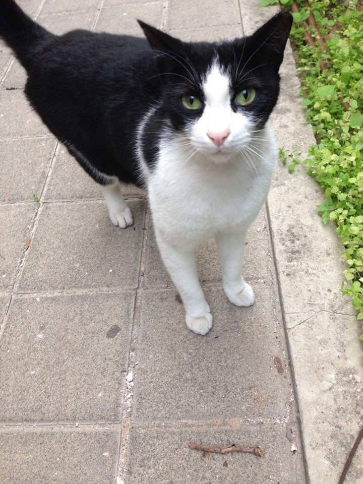 Tuli the "building cat". Photo credit: Reenat Sinay
