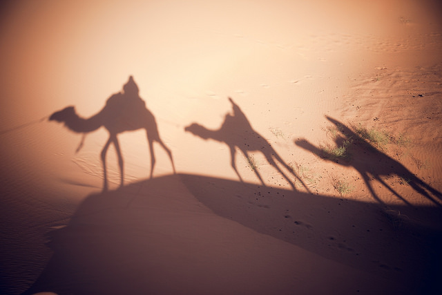 Camels in the desert. Photo credit: Flickr Creative Commons/ Chris Schoenbohm