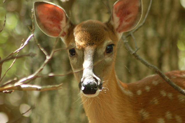 White Tail Deer stock photo. Credit: Flickr Creative Commons/A. Drauglis