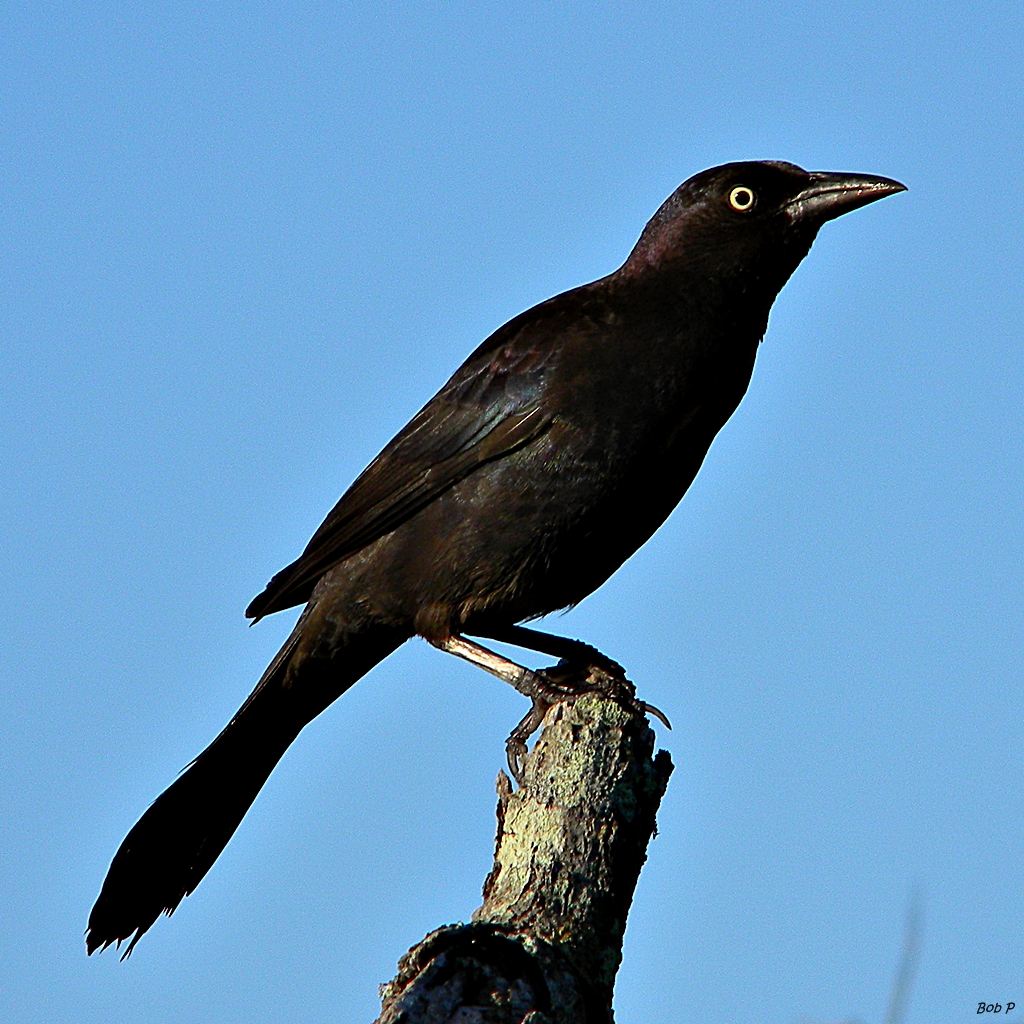 Common Grackle. Photo: Wikimedia Commons.