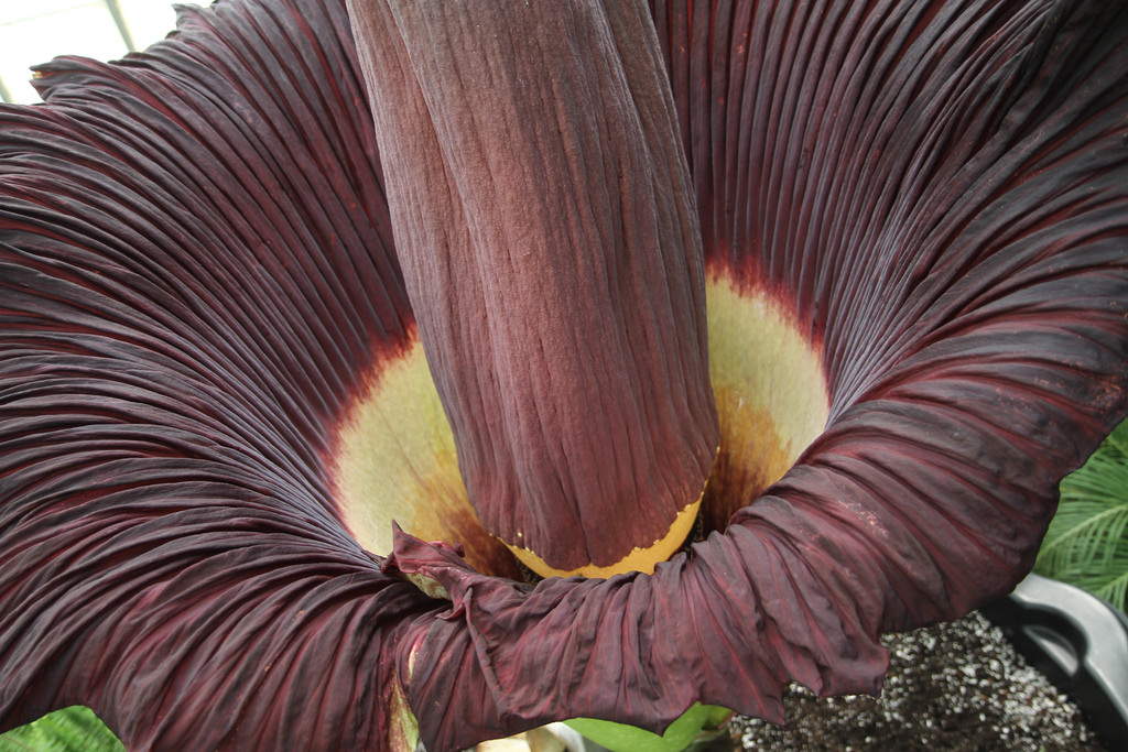 Corpse flower. Photo credit: Google Creative Commons.