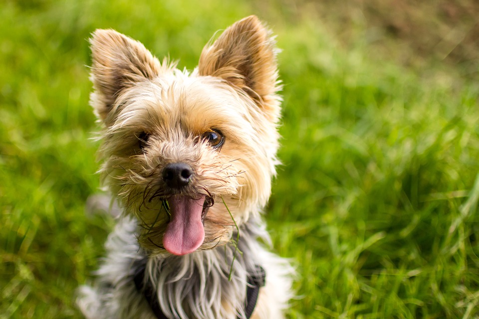 Yorkshire Terrier. File Photo. Credit: Google Creative Commons.